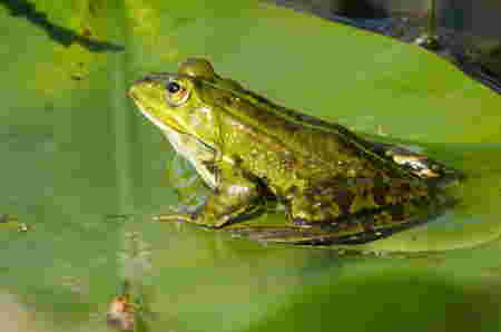 Frog katak Hewan Huruf F