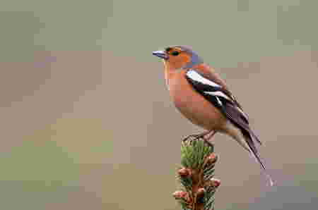 Hewan Huruf F flamboyan 