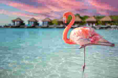 Hewan Huruf F flamingo