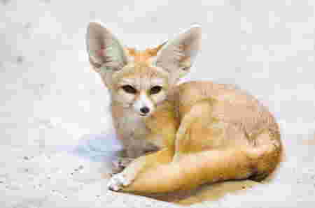 Hewan Huruf F fennec fox