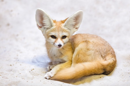 Hewan Huruf F fennec fox