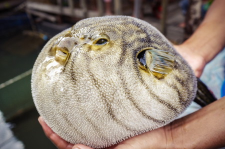 Hewan Huruf F fugu ikan buntal