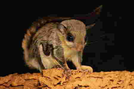 Hewan Huruf F flying squirrel tupai terbang