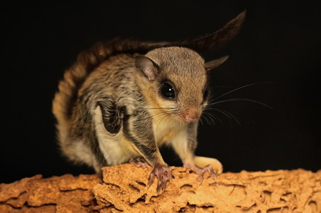 Hewan Huruf F flying squirrel tupai terbang