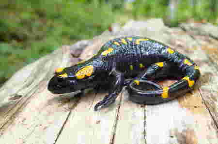 Hewan Huruf F fire salamander