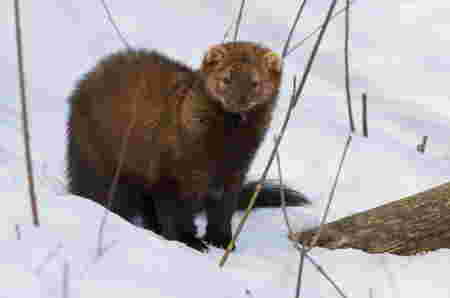 Hewan Huruf F fisher musang