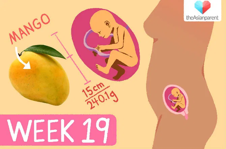 Gambar perkembangan janin 19 minggu