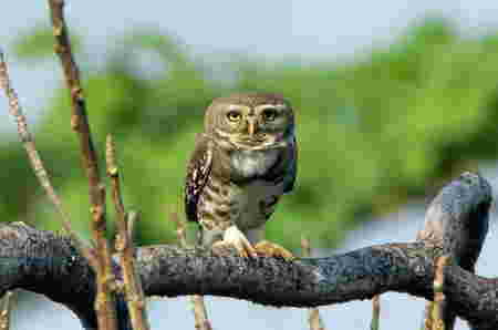 Burung Hantu Hutan (Forest Owlet)
