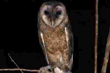 Burung Hantu Taliabu (Taliabu Masked Owl)