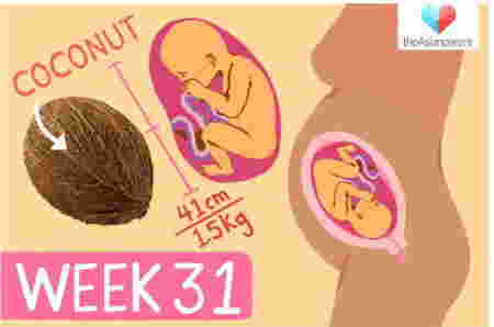 Perkembangan janin 31 minggu berat badan