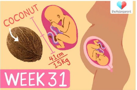 Perkembangan janin 31 minggu berat badan