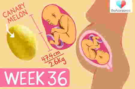 Perkembangan janin 36 minggu