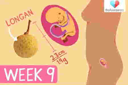 Perkembangan janin 9 minggu