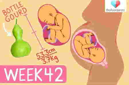 Perkembangan janin 42 minggu