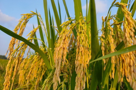 Cerita Rakyat asal usul padi