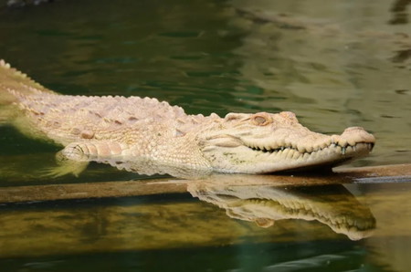 Cerita rakyat legenda buaya putih bekasi