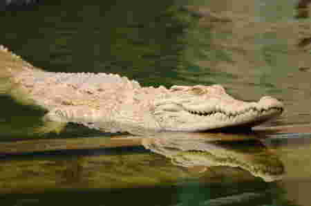 Cerita rakyat legenda buaya putih bekasi