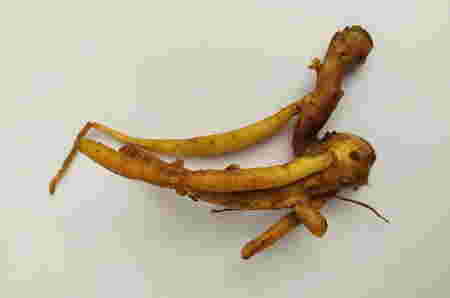 Rempah rempah Indonesia - Temu Kunci