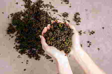 Rempah rempah Indonesia - Andaliman