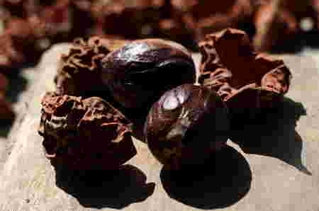 Rempah rempah Indonesia - Pala