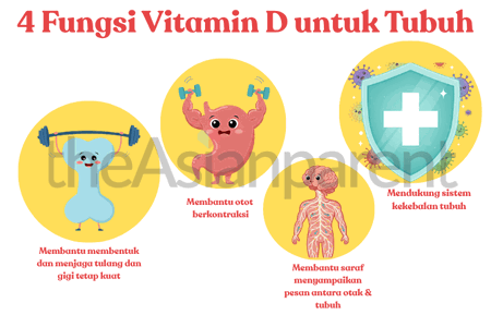 4 Fungsi Vitamin D