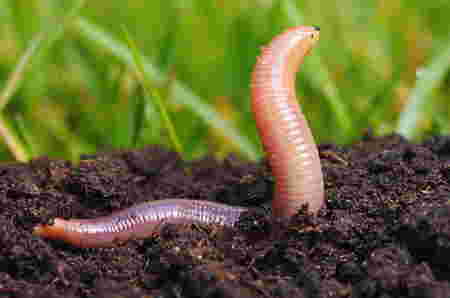 nama hewan huruf e - Earthworm