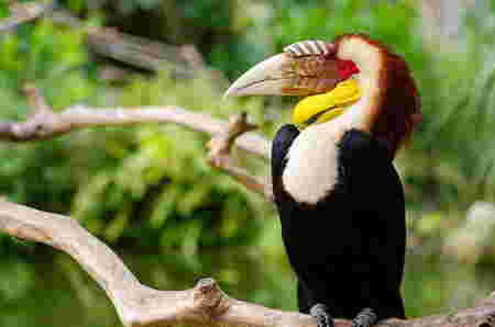 nama hewan huruf e - Enggang