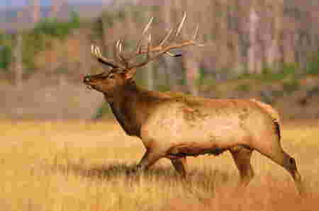 nama hewan huruf e - elk