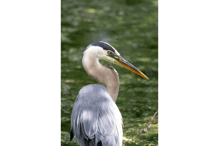 Heron, salah satu contoh nama hewan huruf H