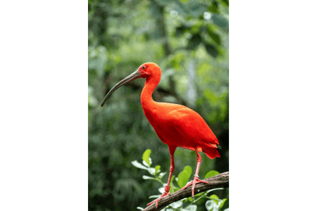 Ibis, termasuk hewan huruf I