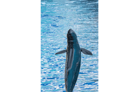 20 Nama Hewan Huruf I yang Hidup di Darat, Udara, dan Laut