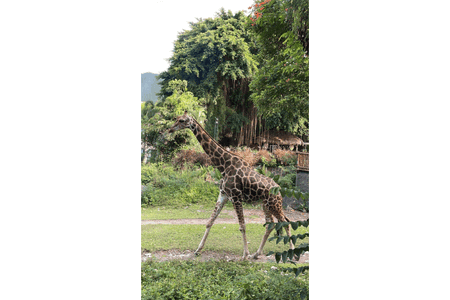 20 Daftar Nama Hewan Berawalan Huruf J dan Keunikannya