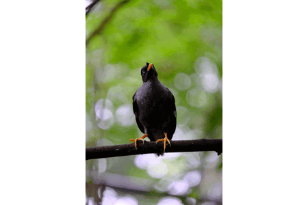 Jalak nama hewan huruf J