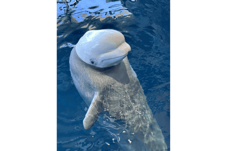 Nama Hewan Huruf B beluga