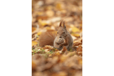 30 Daftar Nama Hewan Huruf Z Lengkap dan Habitatnya