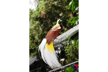 20 Nama Hewan Huruf C Bahasa Indonesia yang Wajib Anda Tahu