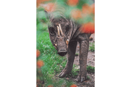 20 Nama Hewan Huruf B, Banyak yang Terancam Punah