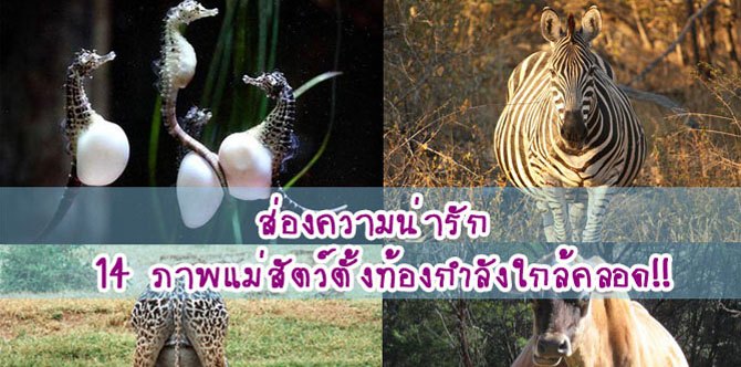 ส่องความน่ารัก 14 ภาพแม่สัตว์ตั้งท้องกำลังใกล้คลอด!!