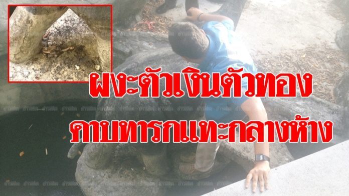 ตะลึง! พบตัวเงินตัวทองกำลังกัดกินซากทารกกลางเมืองกระบี่!