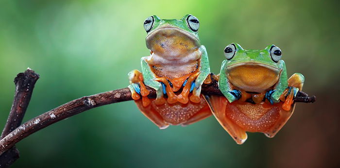 ฝันเห็นกบ หมายความว่าอะไร? แปลว่าอะไร? เกี่ยวกับเลขเด็กหรือไม่?