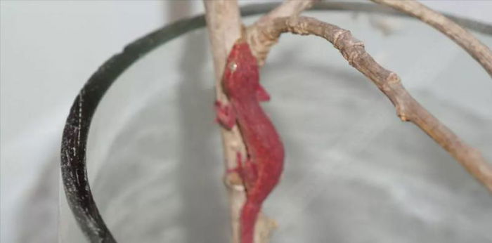 ฮือฮา พบชาวบ้านเลี้ยง จิ้งจกแปลกสีแดง ทั้งตัว คอหวยแห่ขอเลขเด็ดไม่ขาดสาย