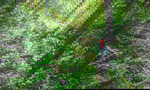 เดินเท้าขึ้นภู