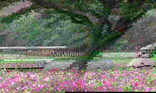 จิมทอมสัน ฟาร์ม 