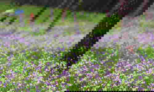 ทุ่งดอกหงอนนาค