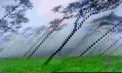 ลานสนสามใบ