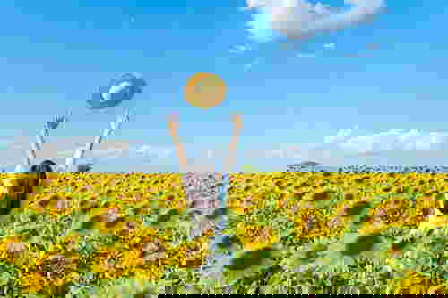 20ทุ่งทานตะวัน - ลพบุรี