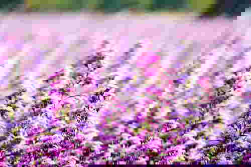 4I love flower farm - เชียงใหม่