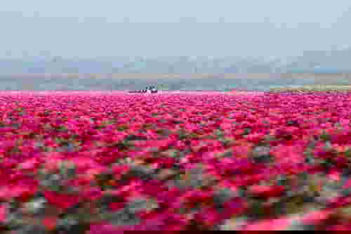 6ทะเลบัวแดง - อุดรธานี