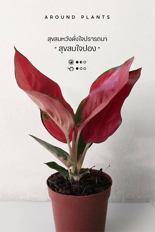 ของตกแต่งบ้านเสริมดวงการเงิน การงาน ปี 2565 ไม่มีไม่ได้แล้ว