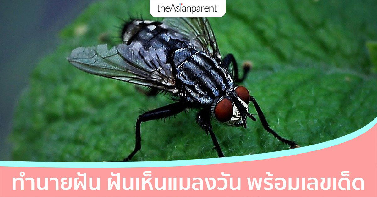 ทำนายฝัน ฝันเห็นแมลงวัน ฝันว่าแมลงวันเข้าหู จะโชคร้ายหรือไม่ พร้อมเลขเด็ด ทำนายฝัน ฝันเห็นแมลงวัน ฝันว่าแมลงวันเข้าหู จะโชคร้ายหรือไม่ พร้อมเลขเด็ด